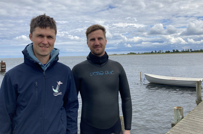 Udplantning af ålegræs i Mariager Fjord