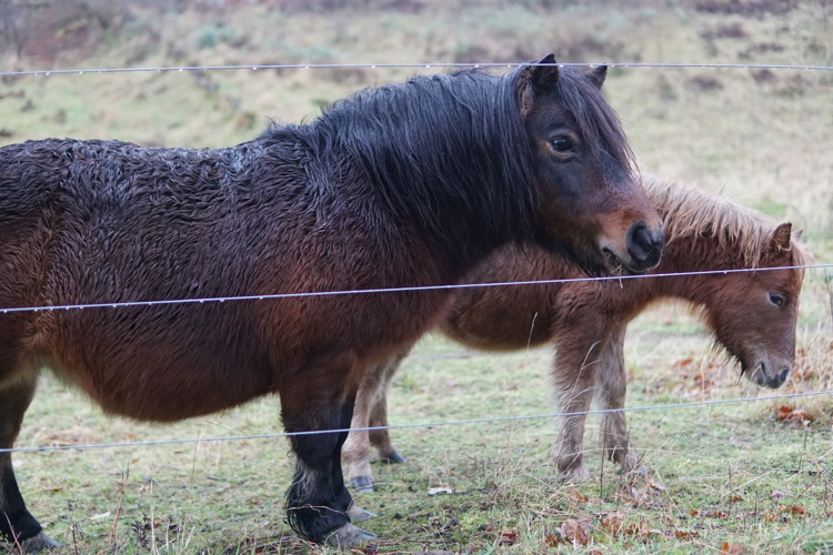 Shetlandsponyer Dalsminde