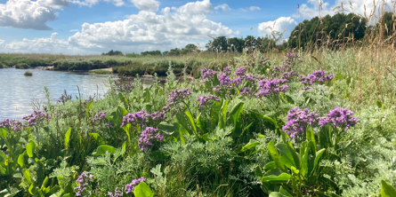 Strand med naturblomster i forgrunden